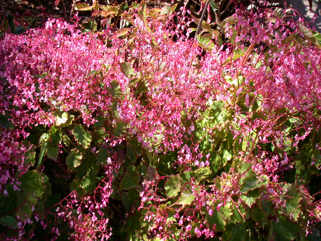 B. manicata var. manicata